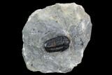 Detailed Gerastos Trilobite Fossil - Morocco #125284-3